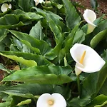 Apartman With Parking Space - 19577 *