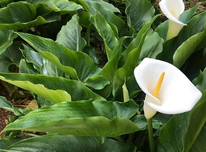 Apartamento With Parking Space - 19577 *