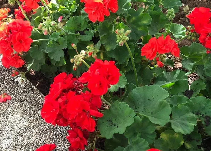 With Parking Space - 19577